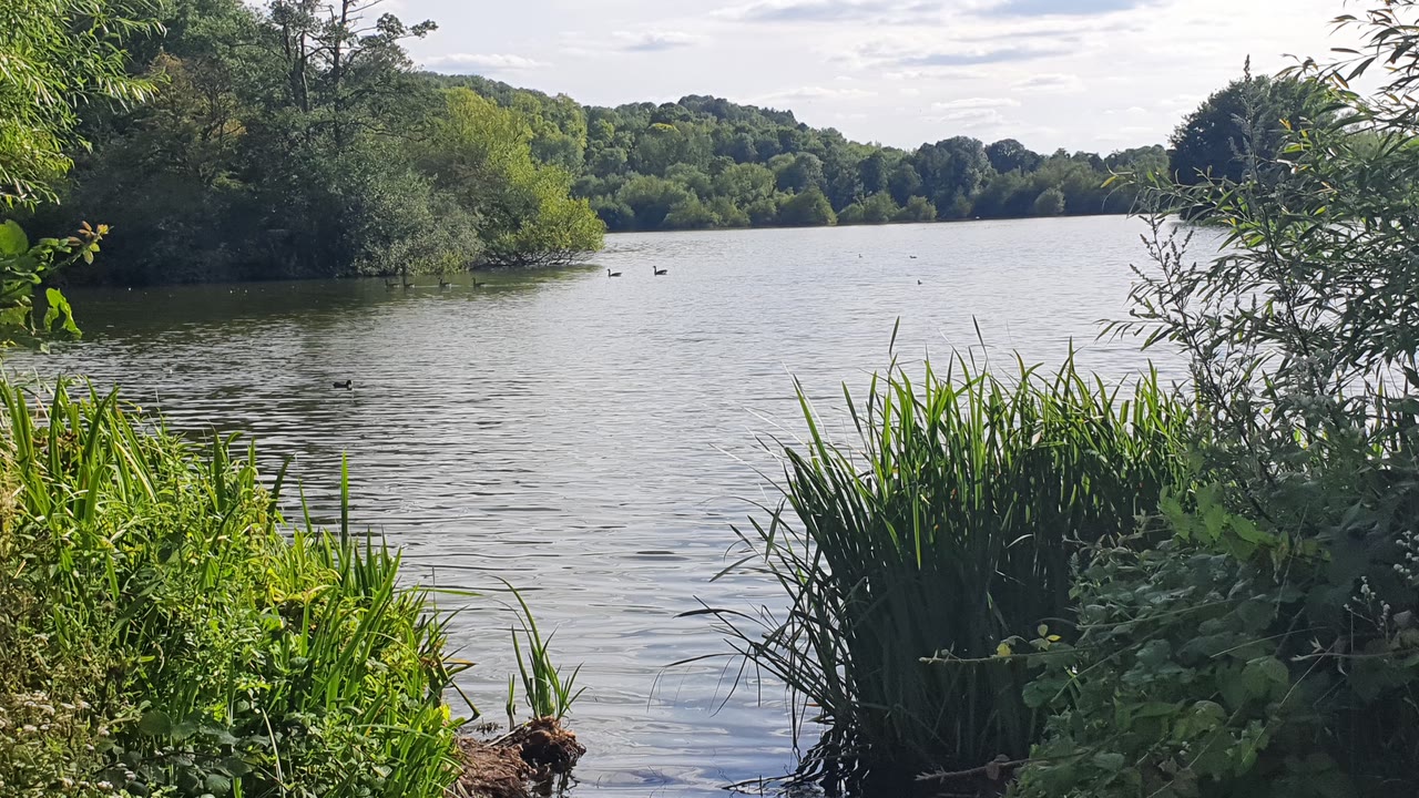 A real lake on a summer evening, with reeds in front and ducks on the water